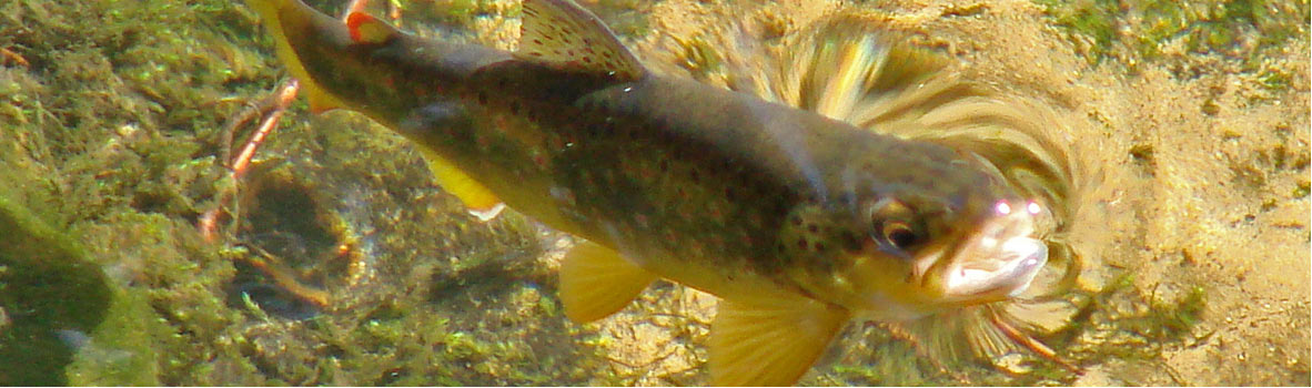 Slider 2